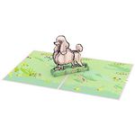 Munchkin Land 3D Popup Greeting Cards - Friendship | Greeting Cards for All Occasions (Pink Poodle)