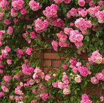 Climbing Roses