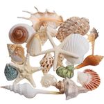 SKOOLOVE Large Sea Shells 20PCS for Decorating Mixed Beach Seashells Starfish Conch for Beach Party, Table scatters, Home Decor, DIY Crafts,Bathroom, Fish Tank Decorations