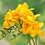 Live Green | Imported Double Freesia Flower Bulbs for Home Gardening - Pack of 20 Bulbs (Yellow Color)