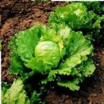 Just Seed - Vegetable - Lettuce - Iceburg - 500 Seed - Economy Pack