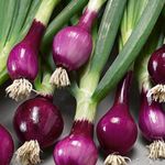 Purple Spring Onion Lilia Seeds, 25