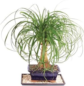 Brussel's Bonsai Live Ponytail Palm Indoor Bonsai Tree - 6 Years Old, 12 to 20 Inches Tall - Decorative Ceramic Bonsai Pot and Bonsai Humidity Tray