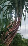 GLOBAL GREEN - Sweet Sugarcane Hybrid live fruit plant height 40 inch (pack of 1) per sugarcane thickness 6 to 7 inch when it grow