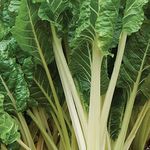 Burpee Fordhook Giant Swiss Chard Seeds 350 seeds