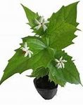 Guruji Parijat/Harsingar Plant Garden Live Plant Nursery Outdoor Living Plant (White)