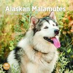 2025 Alaskan Malamutes Monthly Wall Calendar by Bright Day, 12 x 12 Inch Cute Dog Breed Gift