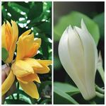 BISWAS PLANTS HOUSE` Rear "GRAFTED" Golden champa/Champak Magnolia champaca Flower Live Plantc1 healthy plant