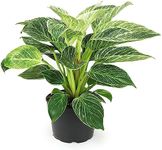 Birkin Philodendron in 6 Inch Pot for Indoor Plants Live Houseplants, Office Plants, Easy Plant Gift, Philodendron Plant Live Plants Indoor Plants Live House Plants Live Plant Decor by Plants for Pets