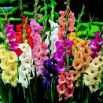 Gladiolus, Bulb (20 Pack) Pastel Mixed, Mixed Perennial Gladiolus Bulbs, Flowers, Country Creek Acres Brand