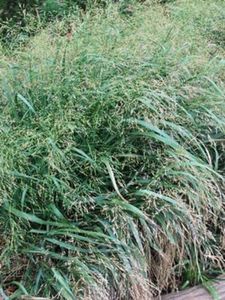 Perennial Farm Marketplace Panicum v. 'Cape Breeze' (Switchgrass) Ornamental Grass, Size-#1 Container, Green Foliage with Straw Colored Inflorescences