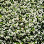 YouGarden Trachelospermum 'Star Jasmine' in 2L Pot, 80-100cm Tall, Supplied as an Established Plant, Ready to Plant Out