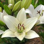 Lily Perennial Bulbs Flower Bulbs for Planting Easy to Survive Precious Garden Plants (4 Bulbs,Eyeliner)