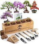 Bonsai Tree Kit – 5X Unique Japanes