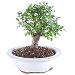 Brussel's Live Chinese Elm Outdoor 