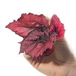 Baby Begonia Rex Red Heart Small Tropical Indoor Houseplant in 6cm Pot | Miniature Plant with Red Foliage | for Home and Office | Grow Your Own Baby Plants