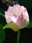 ROYAL LAND Aquatic plant Dwarf ‘Coconut Ice ’ Lotus Nelumbo nucifera Pink White Color 20 Fresh Seeds Pack