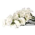 Cut Flowers - 100 stems White Carna