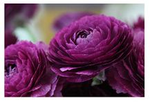 Oliwier's Bulbs 10 x Ranunculus Asiaticus Purple Beautiful Spring Summer Flowering Bulbs Persian Buttercup Cut Flowers Hardy Garden Perennial Ready To Plant Corms Size 5/6