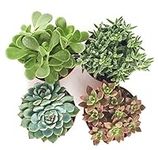 Shop Succulents | Assorted Collecti