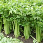 Celery Seed For Garden