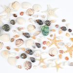 Fangoo 1500pcs Mini Sea Shells Starfish Mixed Beach Small Conch Shells Agate Pebble Stone for Crafting Vase Fillers Home Decor Ocean Theme Wedding Party Decoration DIY Crafts