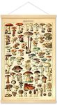 Meishe Art Vintage Poster Print Mushrooms Champignons Identification Reference Chart Diagram Illustration Botanical Educational Hanger Frame Wall Decor(40cm x 60cm+Hanger Frame)