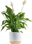 Costa Farms Peace Lily Plant, Live 