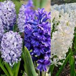 Carbeth Plants - 30 x Hyacinth Spring Bulbs Rhapsody in Blue Mix - Highly Fragrant Outdoor Flowering Perennials - UK Hardy Low Maintenance Pollinator Friendly - Grow in Beds, Borders and Patio Pots