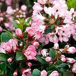 Escallonia 'Apple Blossom' Hardy Evergreen Flowering Potted Outdoor Garden Shrub (20-30cm (Incl. Pot))