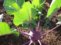 PREMIER SEEDS DIRECT KOHLRABI - PURPLE VIENNA - 400 SEEDS - ORGANIC