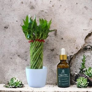 Amulya FARMS & NURSERY Bamboo Wheel with 50ML Organic Fertiliser in Glass Bottle with Dropper | Indoor Live Plants for Living Room, Kitchen & Desk Decor | Feng Shui Plant | Plant with White Pot