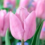 10 x Tulipa Single Early Light Pink