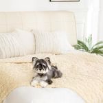 gogobunny Calming Plush Dog Cat Blanket 300GSM Coral Fleece, Ultra-Soft Machine Washable Pet Bedding for Small Medium Dogs Cats Puppies Kittens (Beige, 60x80)