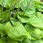 Hosta 'Sum and Substance' Herbaceous Perennial Hardy Plant in 9cm Pot