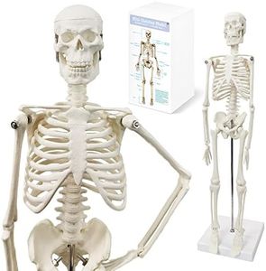 2024 New HADWYN Scientific Human Body Model for Anatomy,Human Skeleton Model,Full Body 17.7“ High with Movable Arms and Legs Bones Structures,Whole Spine and Ribs of The Skeleton Model are Integrated