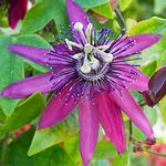 Passiflora Beervelde Passion Flower Garden Climber Climbing Semi Evergreen Purple Flowering Outdoor Plant in Pot (20-30cm Incl. Pot)