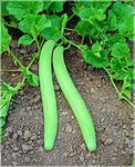 Digikida Long Melon Tar Kakri Seeds for Home & Terrace Gardening | Indoor & Outdoor Vegetable Seeds - Pack of 1: 50 Seeds