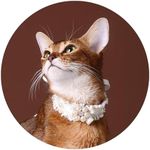 European Vintage Handmade Velvet Cat Choker Collar (L (11", 14.5 lbs), Vintage-Pearl)