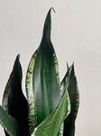 LITTLE JUNGLE Sansevieria Whitney - Healthy Live Plant with White Pot, Air Purifying Snake Plant, Indoor Plants for Living Room, Gifting, Bedroom Plants, Garden, Balcony, Home Décor & Office Decor