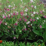 Nicotiana Marshmallow Tobacco Plant Pink and White Flower Seeds to Grow at Home, 1 Packet of Nicotiana Mutabilis Marshmallow Seeds Containing 100 Seeds by Thompson and Morgan