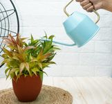 GOLD DUST Watering Can for Plants, Gardening Tools for Watering, Terrace Garden Accessories, Plant Watering Can, Garden Accessories (Sky Blue 0.9 LTR)