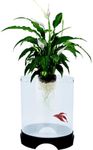 Penn-Plax Aquaponic Planter and Aquarium for Betta Fish | Tank Promotes Healthy Hydroponic Environment for Plants and Fish