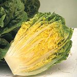 Lettuce 'Winter Gem' (Cos) Hardy Annual Vegetable Garden Plants Easy to Grow Your Own 1 Packet of 150 Seeds by Thompson and Morgan