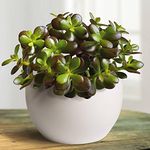 1 X CRASSULA Minor Mini Jade Plant 