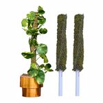 Dr. Arya's Moss Stick | Green Grass Pole for Plants Support | Moss Stick | Moss Stick for Money Plant | Moss Stick for Plants | Climbing Indoors | (Set of 2) - 2 FT Each