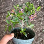 Barbados Cherry Bonsai Tree Live Plant | Malpighia Glabra | Indoor Bonsai Plants Outdoor Garden Gifts | Cherry Tree Houseplants | Starter (Heat Pack Included)
