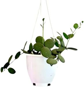 4.5 Inch Silver Dollar Vine Plant - Trailing Succulent Hanging Plants Live - String of Nickels - Fully Rooted Houseplant for Home Office Decorations & Birthday Gift