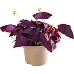 Oxalis False Shamrock Rare Indoor Houseplant Vibrant Purple Butterfly Foliage (15-25cm (Incl. Pot))