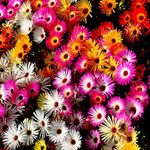 Outsidepride 10000 Seeds Dorotheanthus Ice Plant Ground Cover Seed Mix for Planting